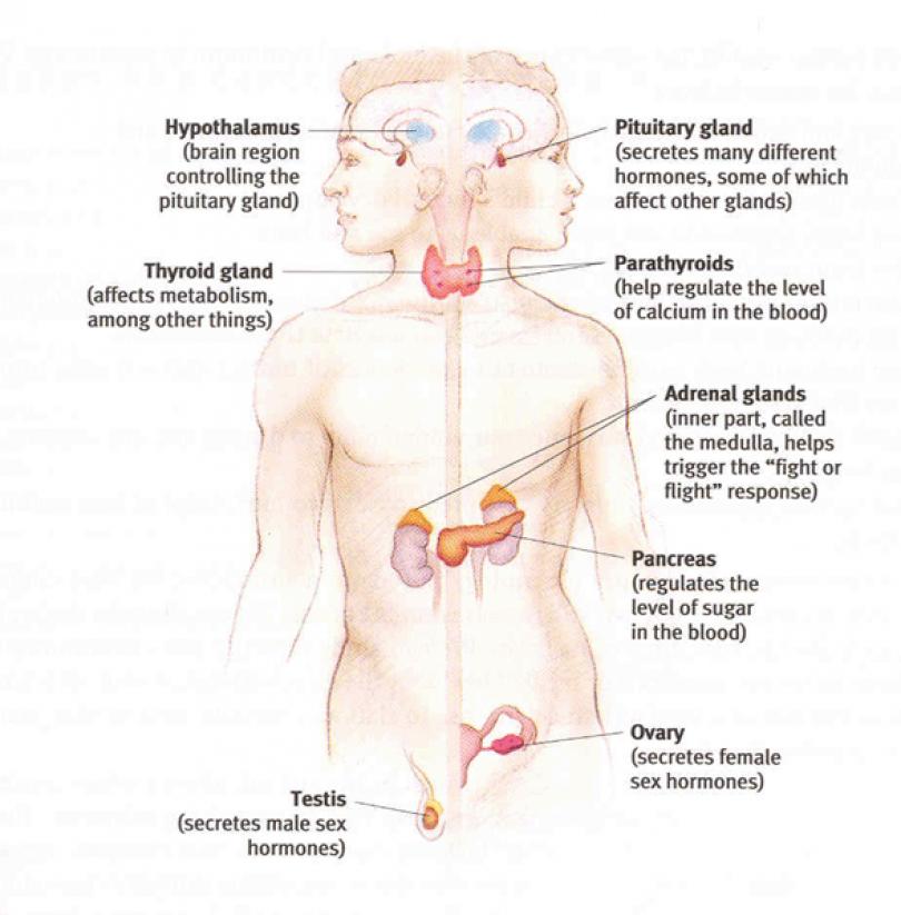 Endocrinology Homeopathy system specialist hormone system Vivekanantha homeopathy clinic & psychological counseling center, Velachery, Chennai, panruti, cuddalore, Pondicherry, villupuram, Dr.senthil kumar best homeopathy specialist & famous psychologist in tamilnadu, india, 